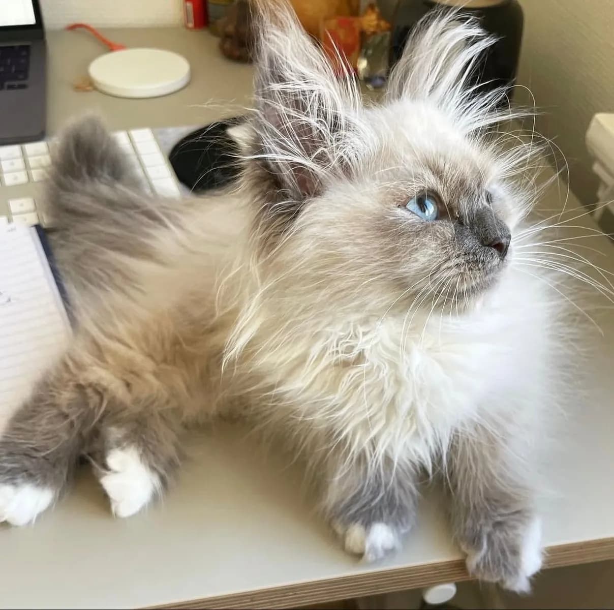 Chaton en adoption - Photo 1