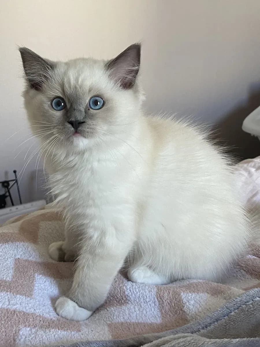 Chaton en adoption - Photo 1