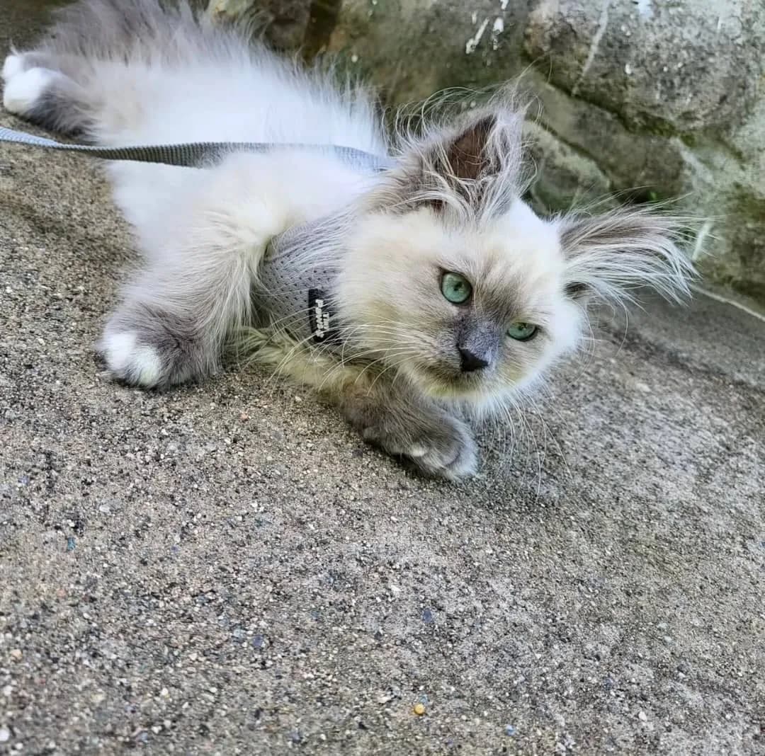 Adoption d’un petit chaton ☺️ - Photo 1