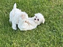 Chiots Bichon maltais non lof - Photo 1