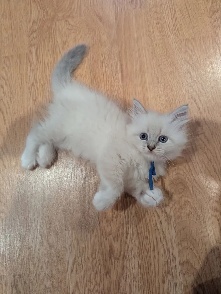 Chatons ragdolls - Photo 1