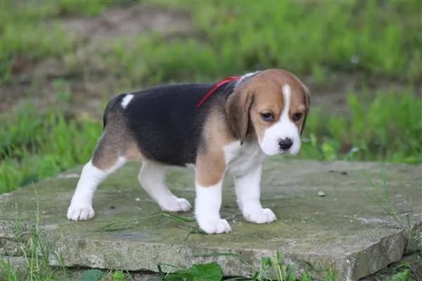 Chiots Beagle - Photo 1