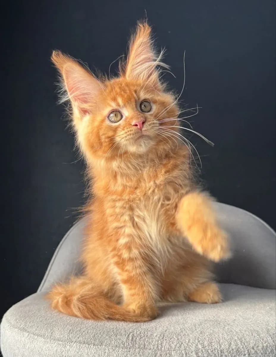 Adoption chat - Photo 1