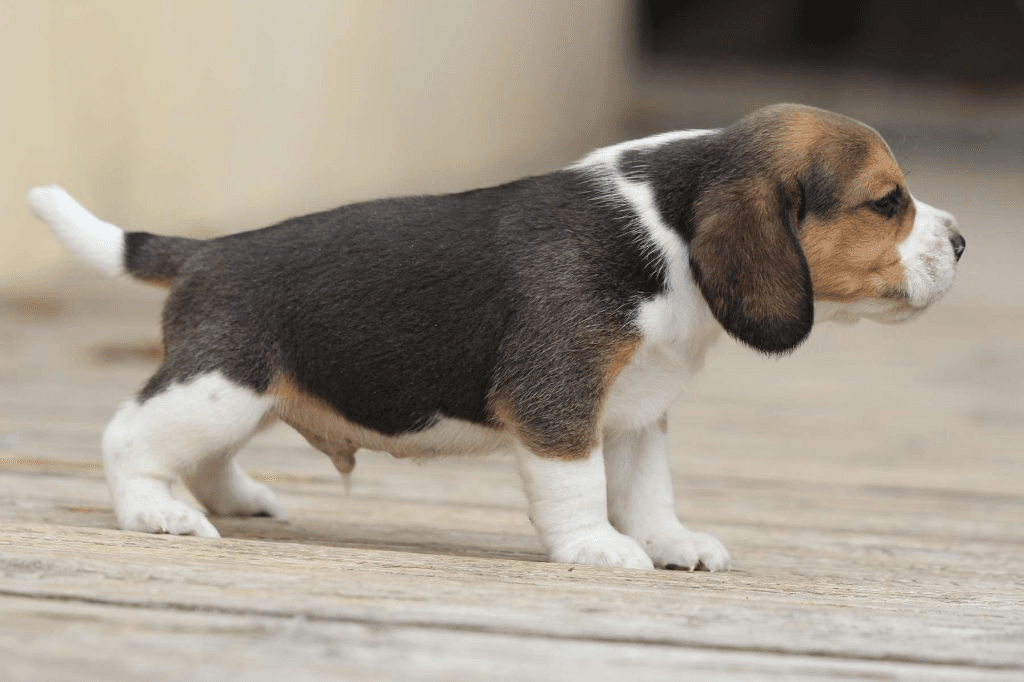 Chiot Beagle