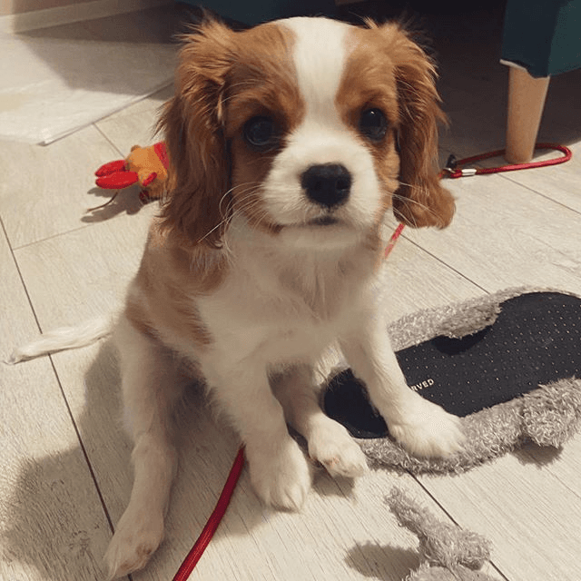 Chiot Cavalier King Charles Spaniel