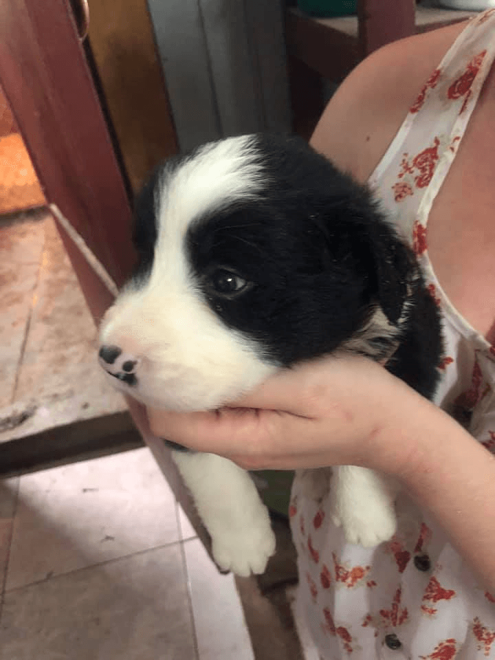 Chiots Border Collie - Photo 1