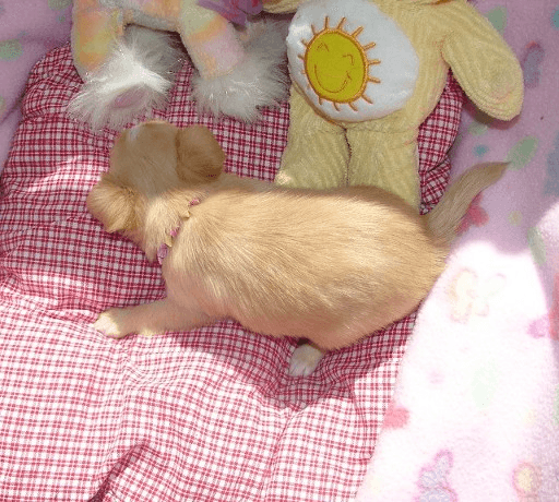 Chiot chihuahua femelle poils courts de type (non LOF)