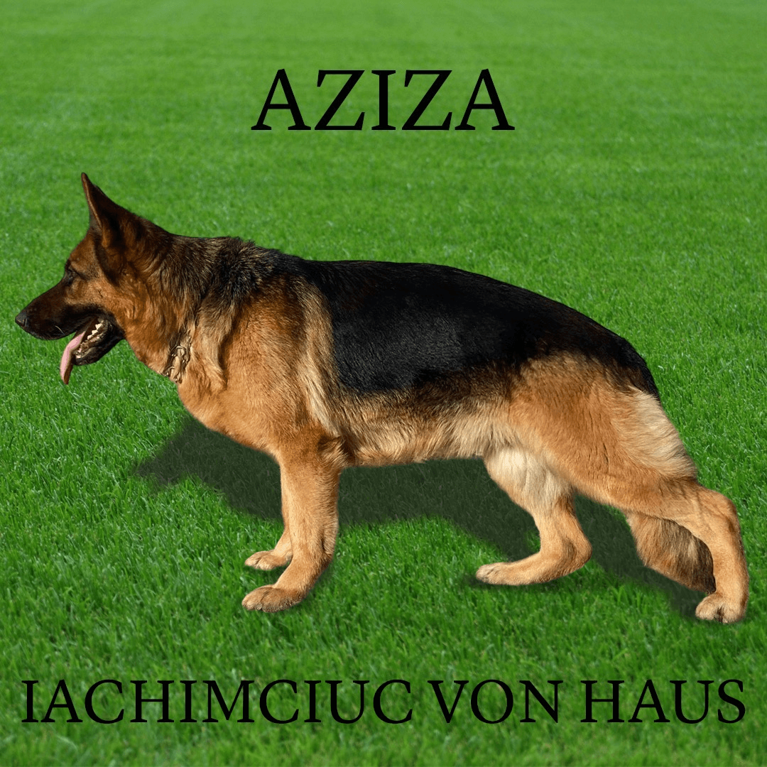 Berger allemand (FCI)