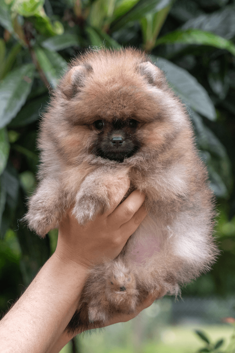 Chiots Spitz nain disponibles de suite - Photo 1