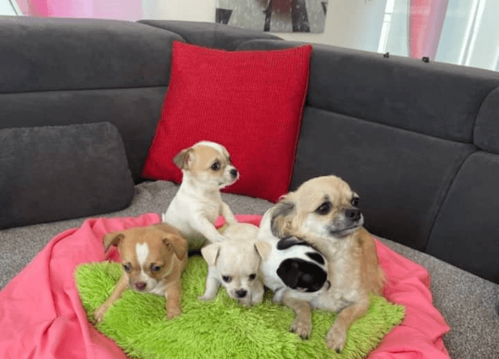 Chiots chihuahua de 12 semaine