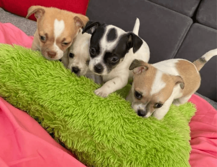 Chiots chihuahua de 12 semaine - Photo 1