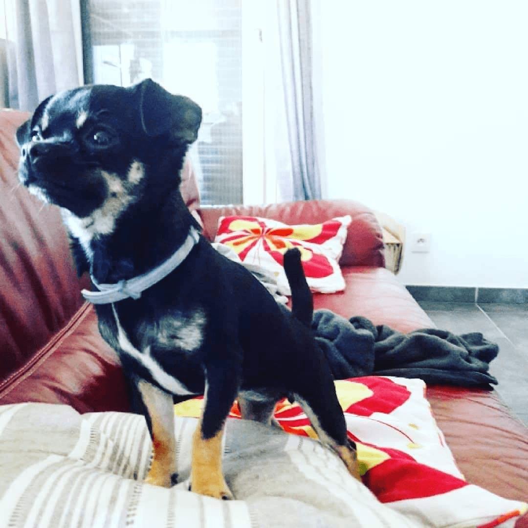 Chiot a donné - Photo 1