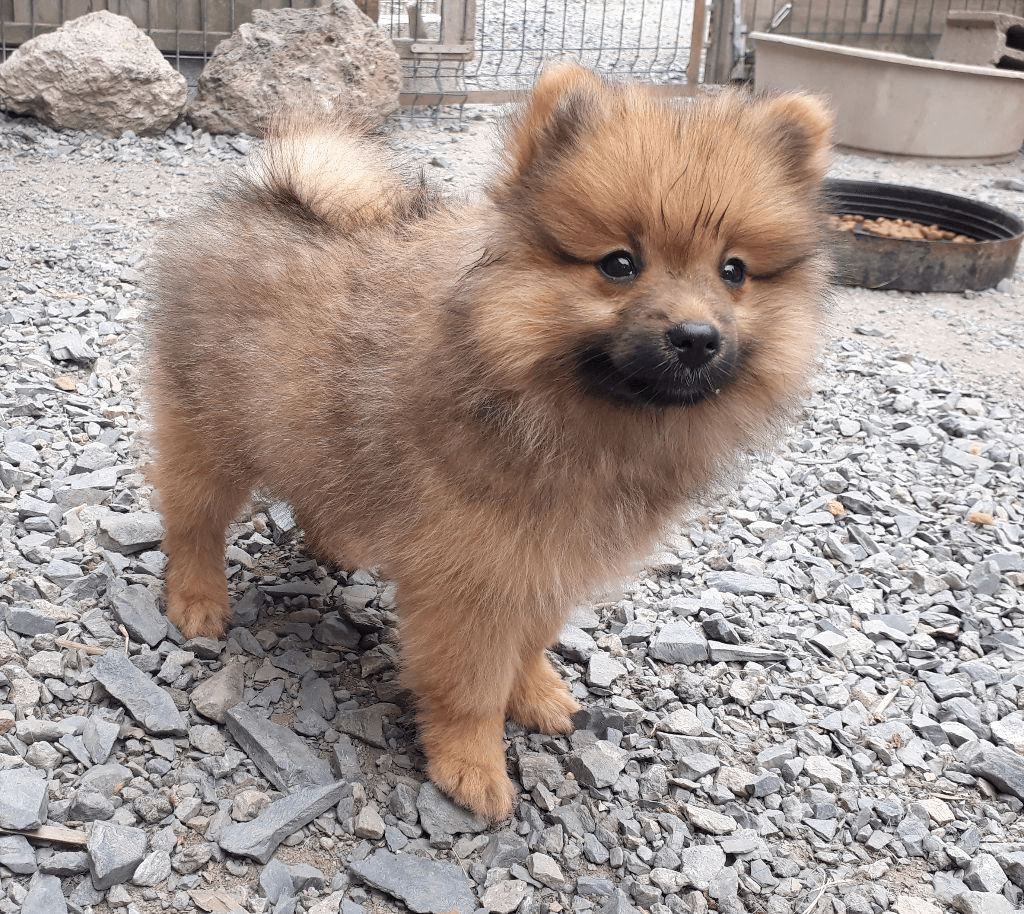 tres beau male spitz allemand fauve oranger - Photo 1