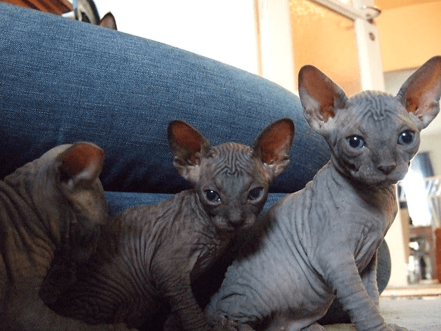 chatons sphyns disponible - Photo 1