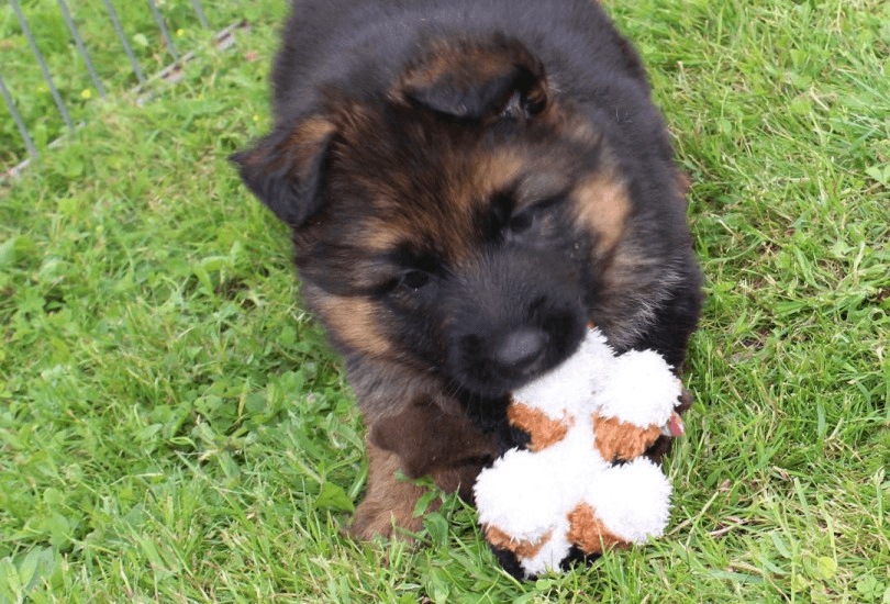 Chiot type berger allemand femelle A DONNER - Photo 1