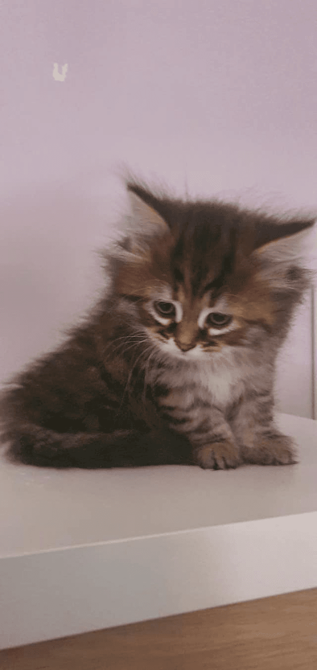 Trés beau chaton sibérien - Photo 1