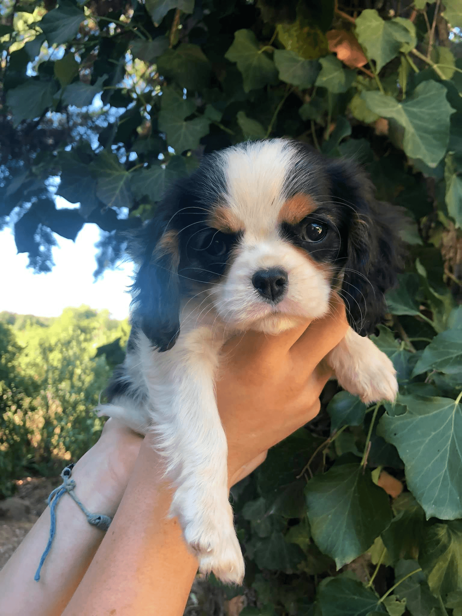 chiots cavalier king charles - Photo 1