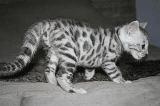 chaton tigré bengal