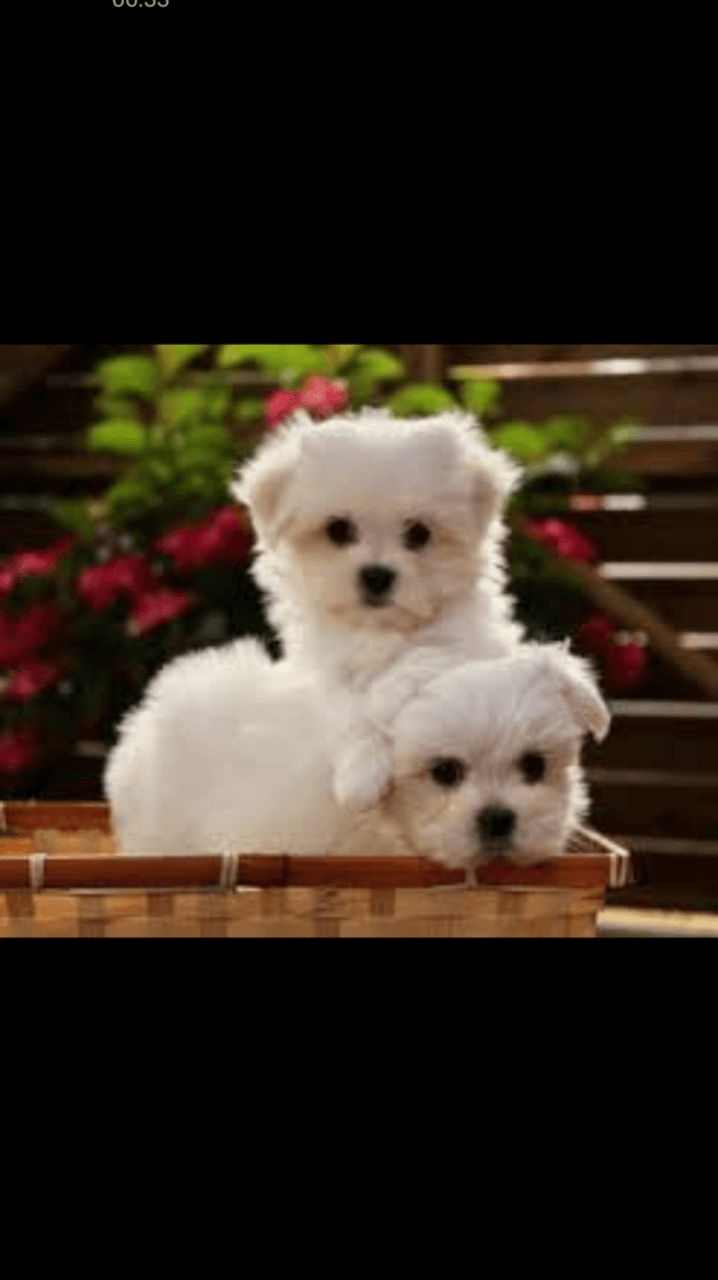 Chiots Bichon Maltais