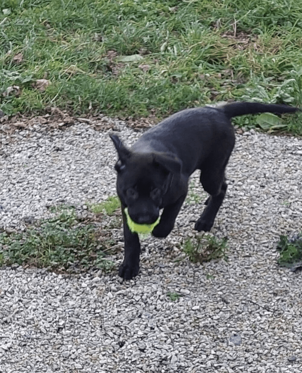 Chien de 4mois