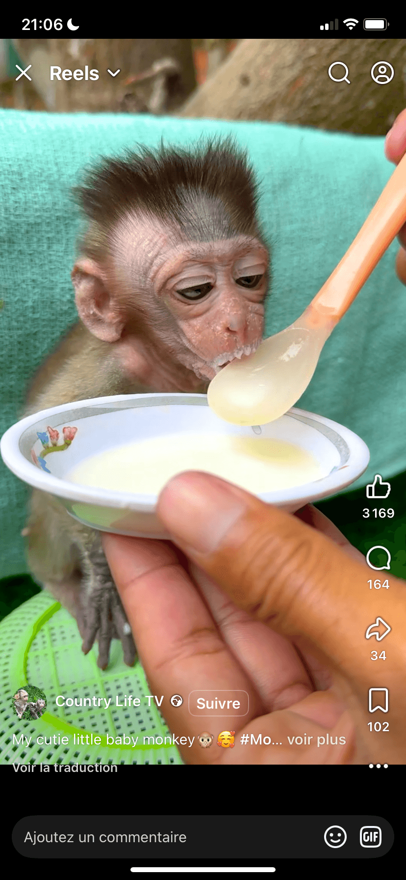 Bébé, singe, capucin - Photo 1