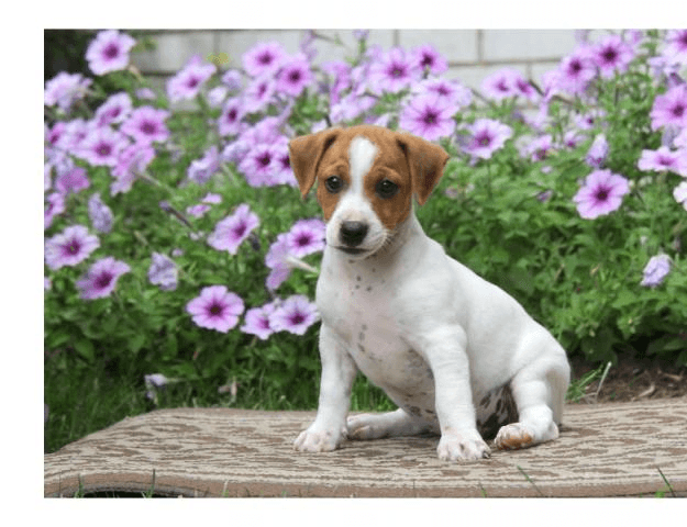 magnifique jack russell - Photo 1