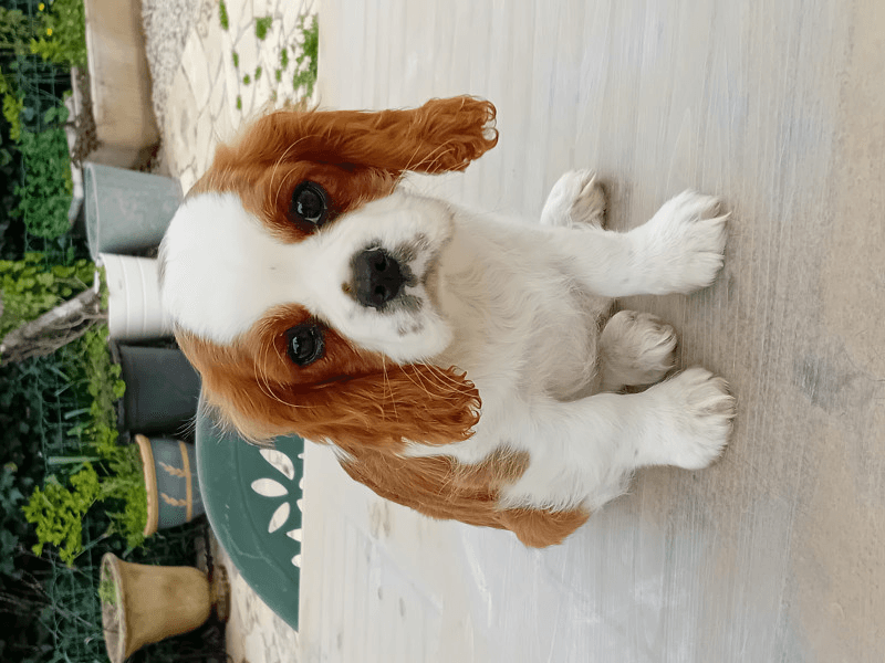 Chiots Cavalier King Charles Spaniel - Photo 1