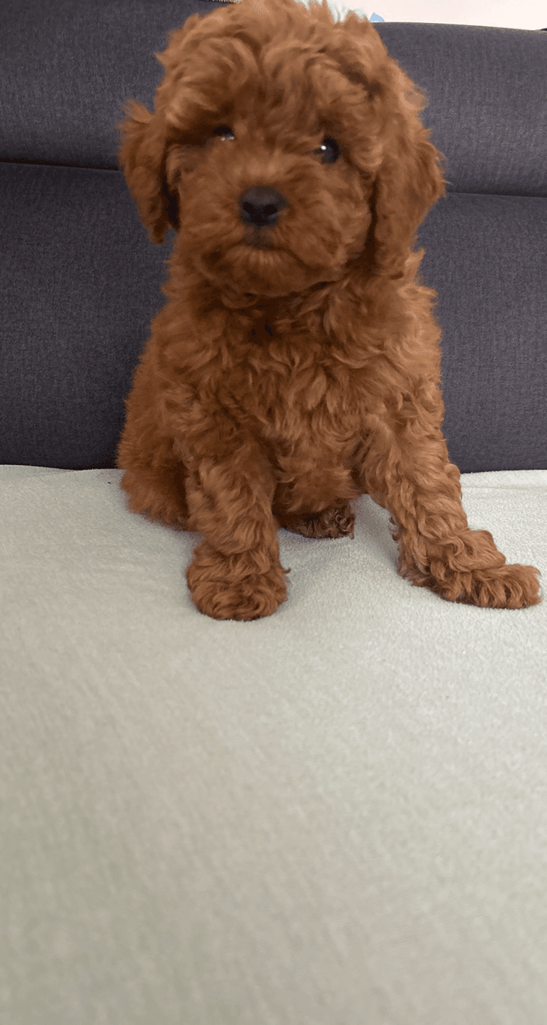 Caniche - Photo 1