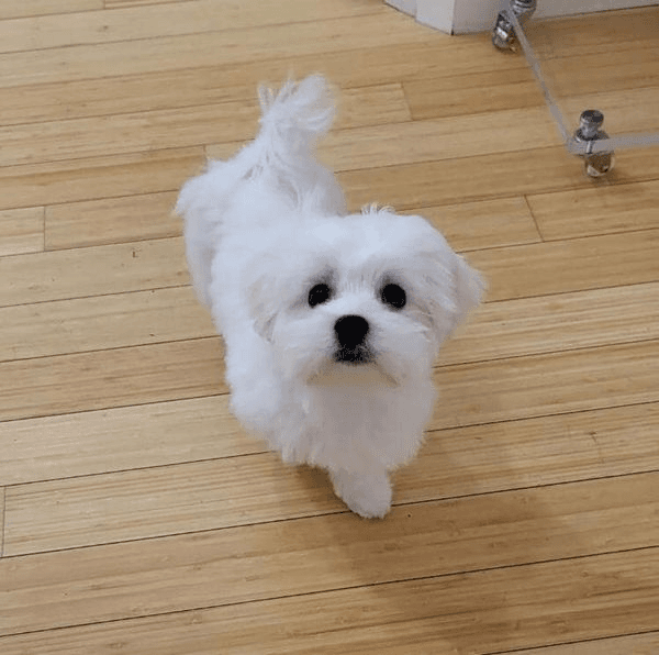 bichon maltais à donner - Photo 1