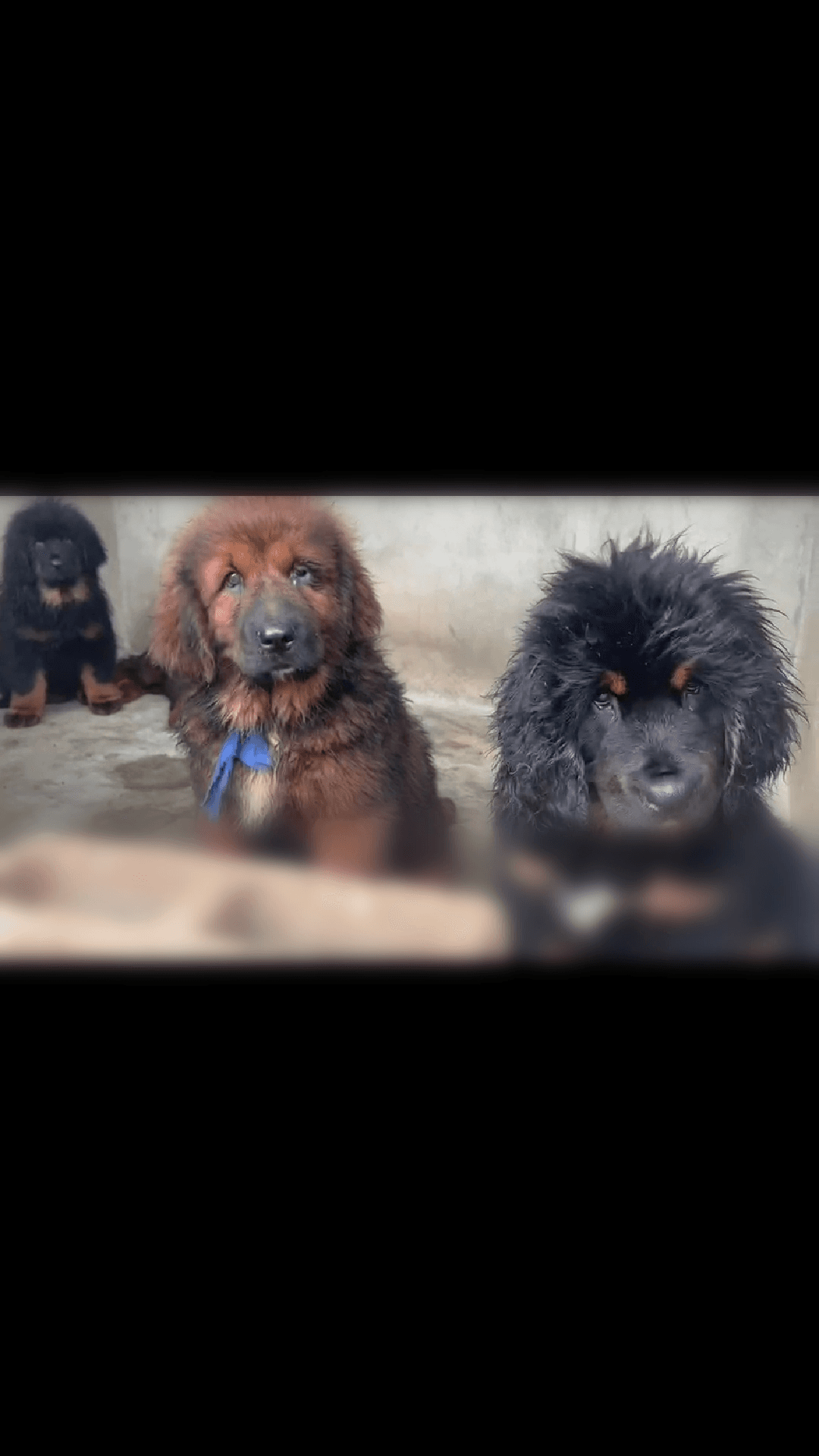 Dogue du tibet - Photo 1