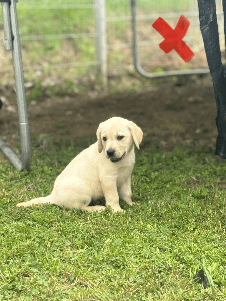 Chiot labrador - Photo 1