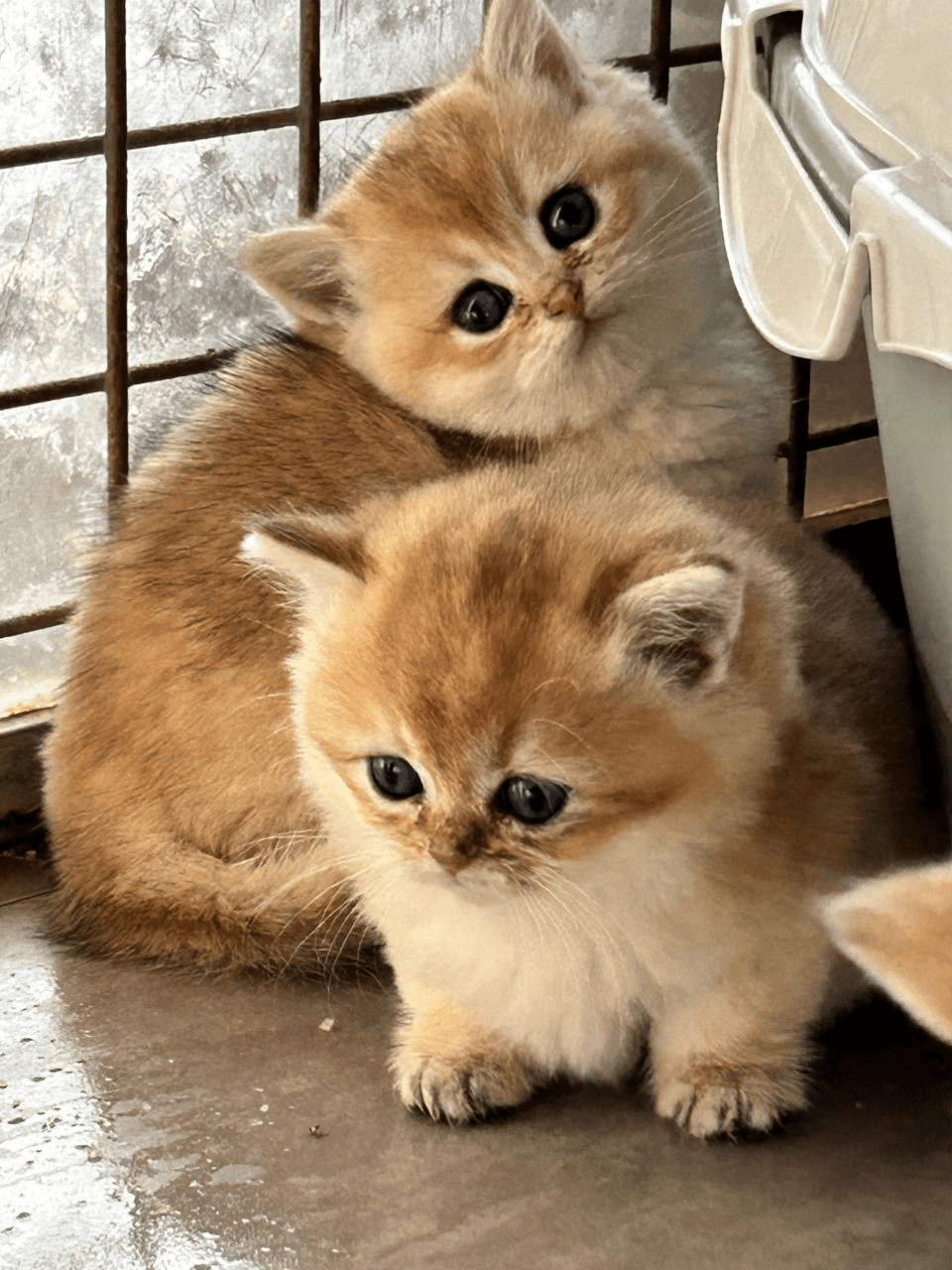 Chaton pour adoption - Photo 1
