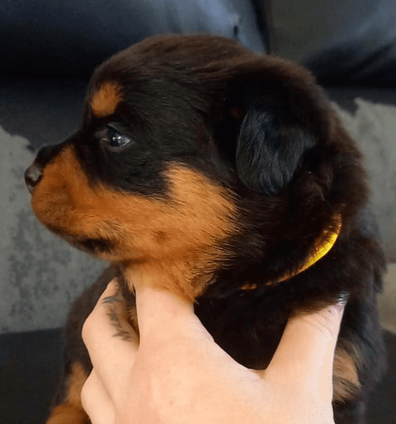 Chiots Rottweiler - Photo 1