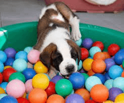 Chiots saint bernard lof - Photo 1