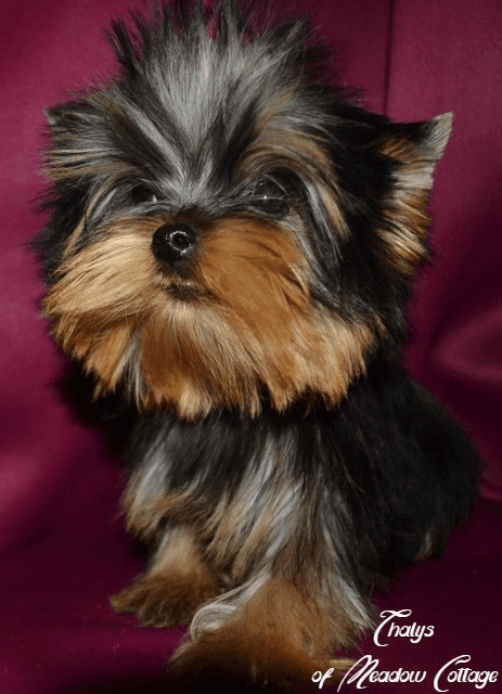 Superbes chiots Yorkshire Lof