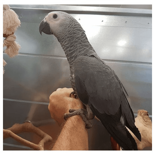 Adorable petits bébés gris du Gabon male et femelle disponibles - Photo 1