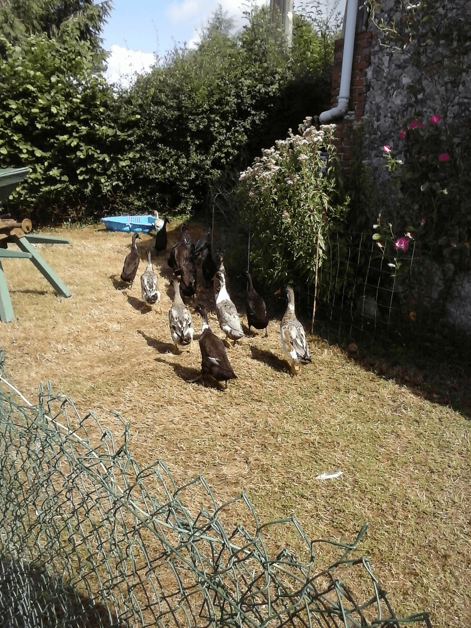 À vendre : Canards Coureurs Indiens - Photo 1