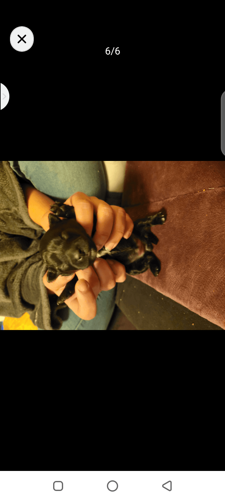 Adorable Chiot spitz bb - Photo 1
