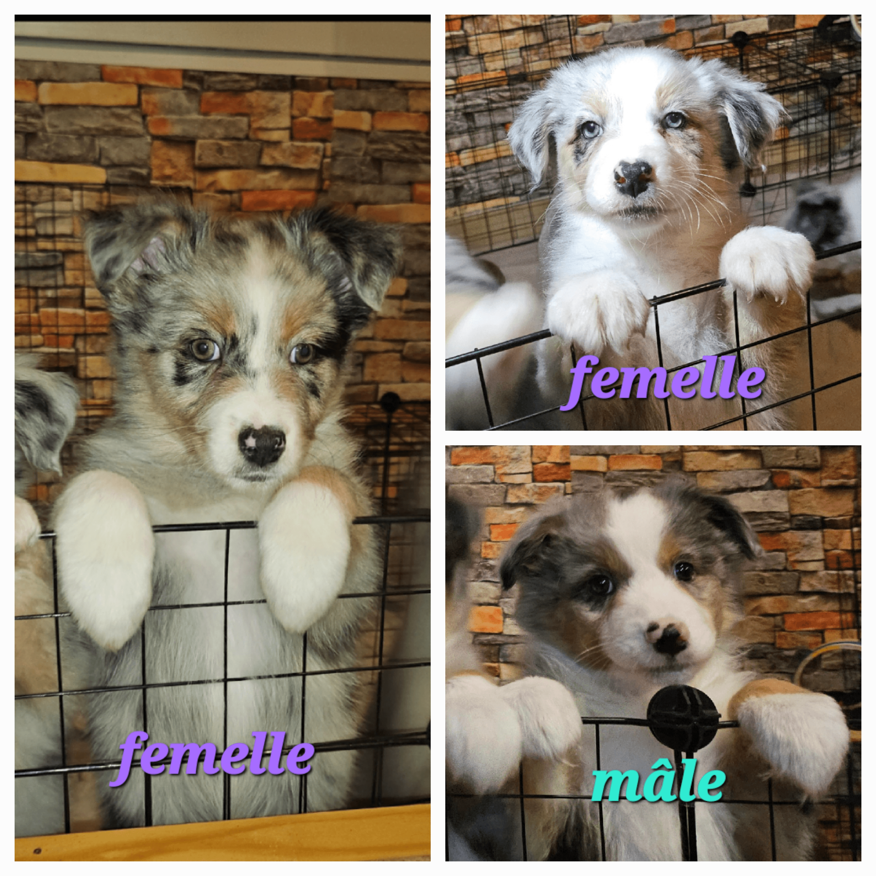 Merveilleux chiots berger australien à vendre - Photo 1