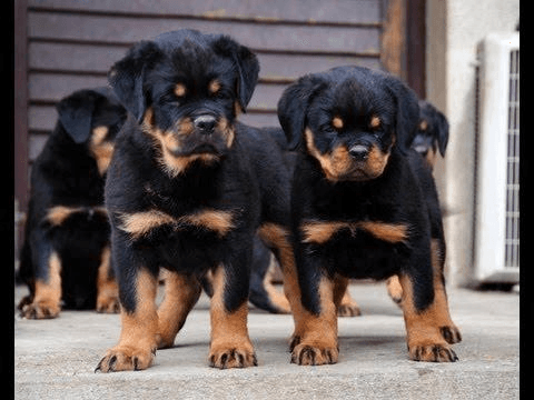 Chiots rottweiler lof