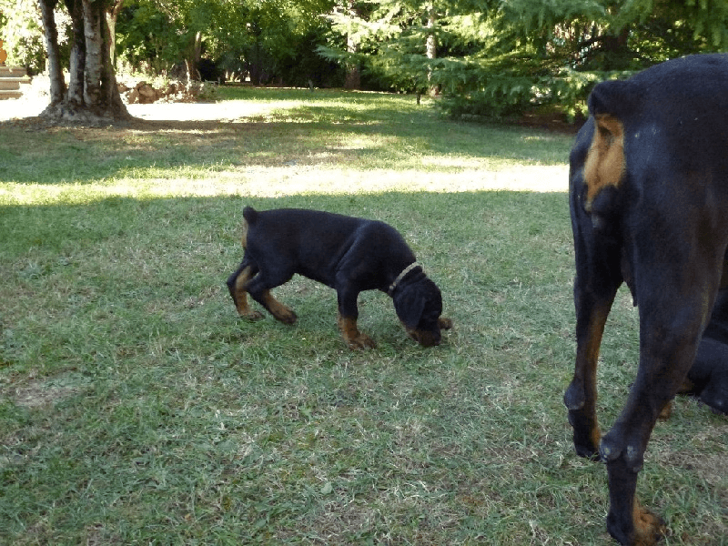 Chiots Dobermann adorable - Photo 1