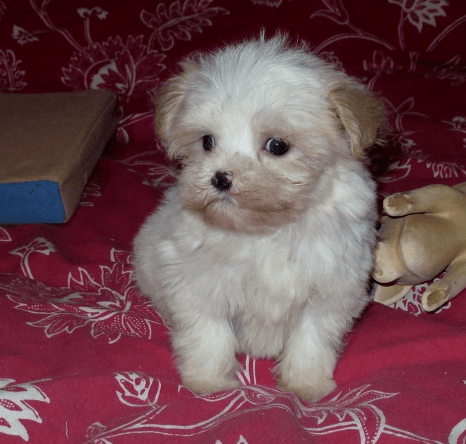 Bébé bichon adoption - Photo 1