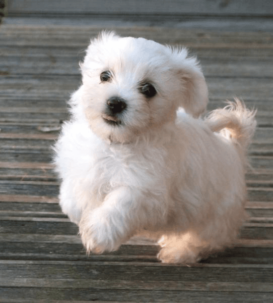 Bichon maltais - Photo 1