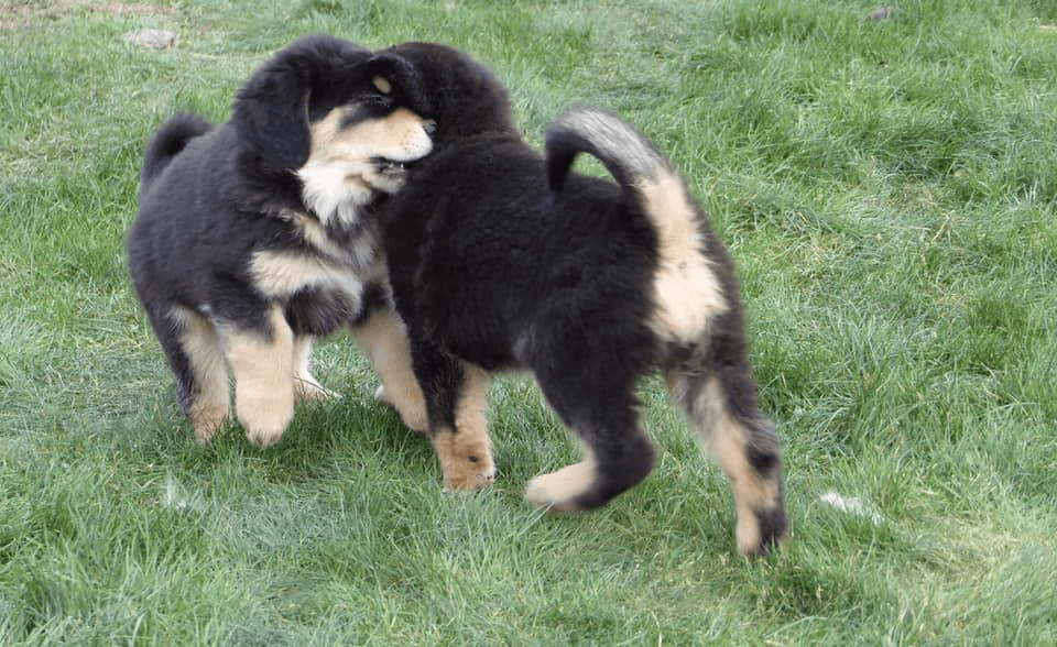 Chiots Dogue du Tibet