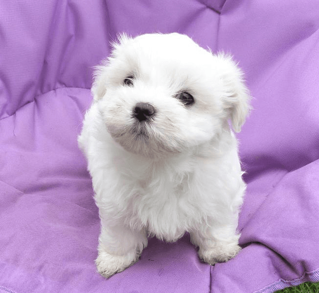 Chiots bichon maltais à vendre - Photo 1