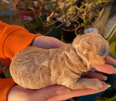 A réservé magnifique caniche toy. - Photo 1