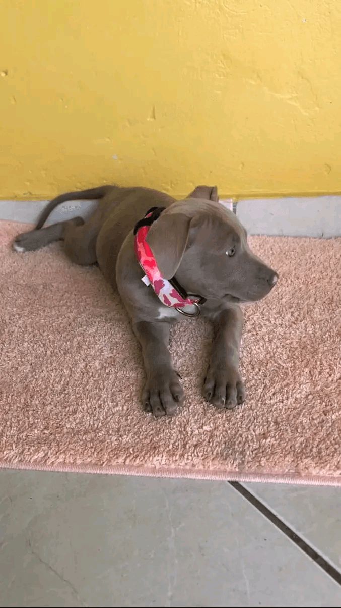 Chien Pitbull