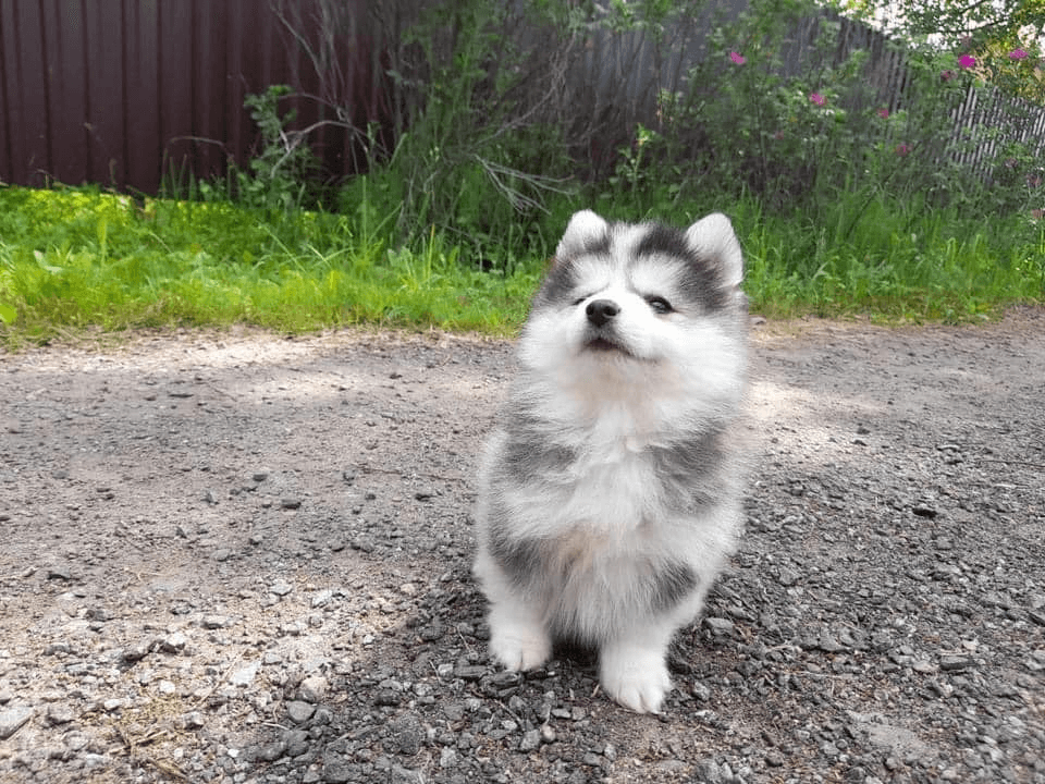 Chiots Pomsky a donner - Photo 1