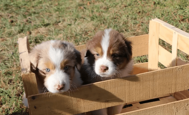 Magnifique chiots Bergers Australiens LOF à la réservation - Photo 1