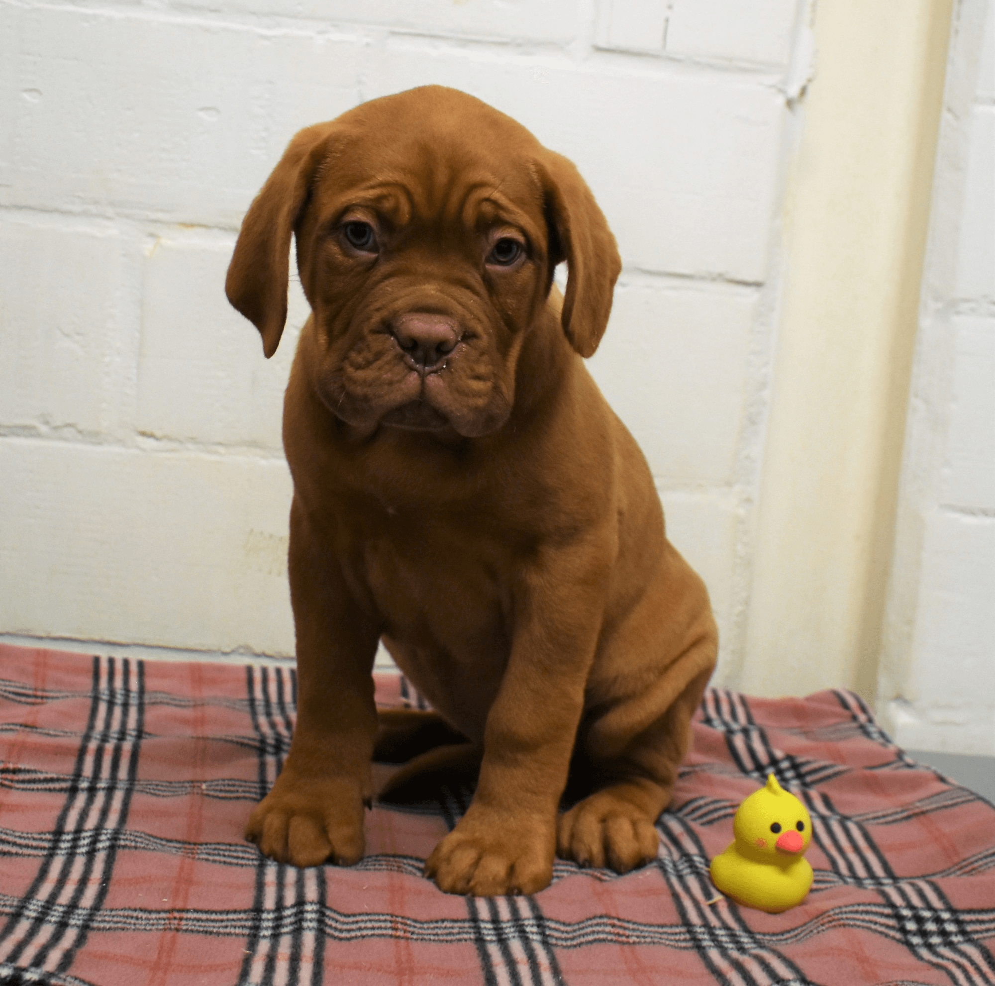 Vente de chiots chiens - Photo 1